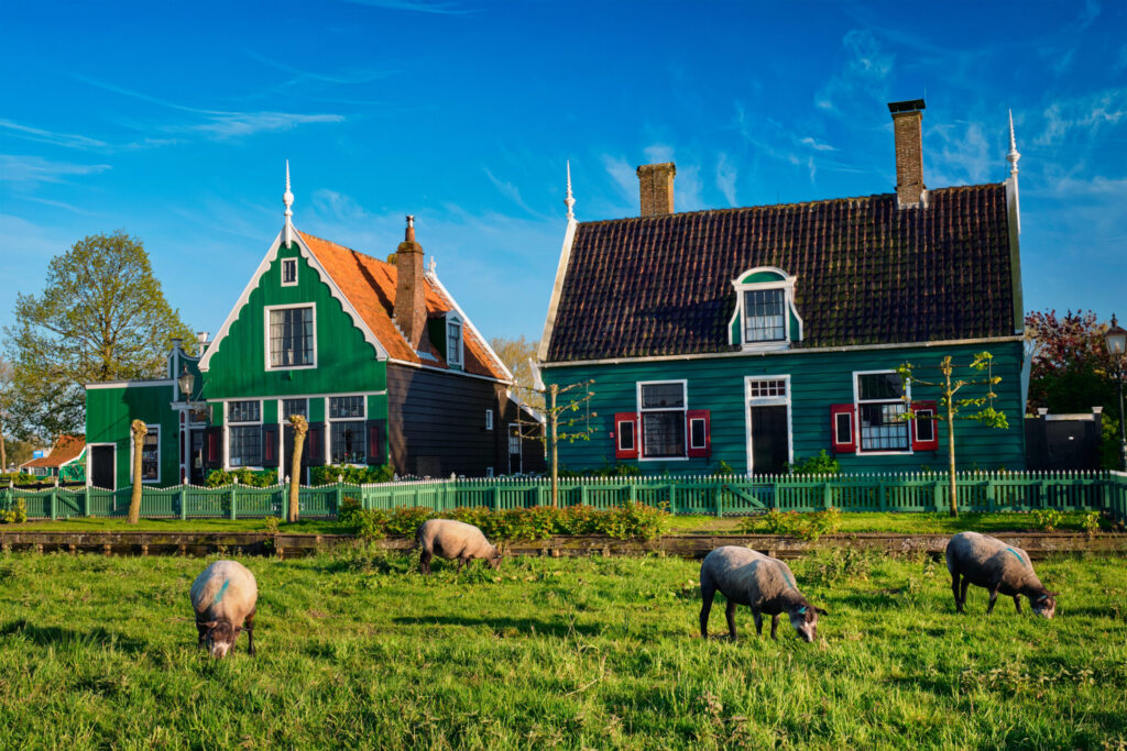 Sheeps grazing near traditional old country farm house in the museum village of Zaanse Schans, Netherlands